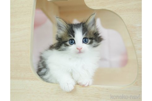 販売中の千葉県のノルウェージャンフォレストキャット-116756の1枚目